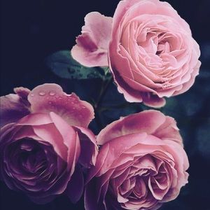 Meet your Posher, Kendra